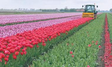 鲜花球茎年出口额达百亿欧元 荷兰花卉业美丽更有竞争力